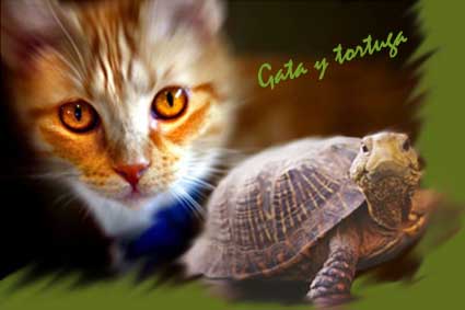 gataytortuga